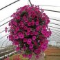 100 PCS Seeds Hanging Petunia Seeds Mixed Coloful Flowers