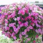 100 PCS Seeds Hanging Petunia Seeds Mixed Coloful Flowers