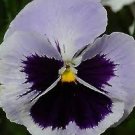 20 PCS Seeds Hanging Purple White Pansy 20 PCS Seeds Hanging Purple White Pansy