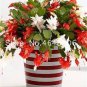 100 PCS Seeds Hanging Schlumbergera Zygocactus Flores Bonsai Christmas Cactus Plantas