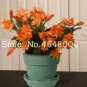 100 PCS Seeds Hanging Schlumbergera Zygocactus Flores Bonsai Christmas Cactus Plantas