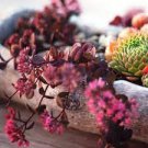 100 PCS Seeds Hanging Sedum 100 PCS Seeds Hanging Sedum