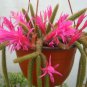 100 PCS Seeds Hanging Sedum