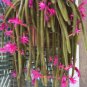 100 PCS Seeds Hanging Sedum