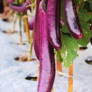 100 PCS Seeds Hangzhou Purple Red Eggplant 100 PCS Seeds Hangzhou Purple Red Eggplant