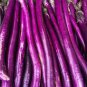 100 PCS Seeds Hangzhou Purple Red Eggplant