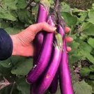 200 PCS Seeds Hangzhou Red Long Eggplant F1 Vegetable 200 PCS Seeds Hangzhou Red Long Eggplant F1 Vegetable