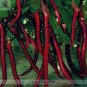 200 PCS Seeds Hangzhou Red Long Eggplant F1 Vegetable