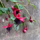 50 PCS Seeds Hardy Climbing Fuchsia 'Lady in Black' 50 PCS Seeds Hardy Climbing Fuchsia 'Lady in Black'