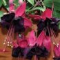 50 PCS Seeds Hardy Climbing Fuchsia 'Lady in Black'