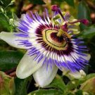 100 PCS Seeds Hardy Fragrant Passion Flower Osaka