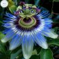 100 PCS Seeds Hardy Fragrant Passion Flower Osaka