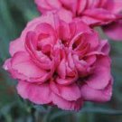 50 PCS Seeds Hardy Perennial Dianthus 'Scents of Summer Pink Peony' Carnation Flower