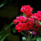50 PCS Seeds Hardy Water Red Rose 50 PCS Seeds Hardy Water Red Rose
