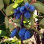 50 PCS Seeds Haskap Seeds Haskap Berry Blue Seeds Japanese