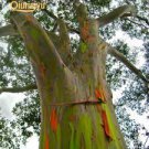 50 PCS Seeds Hawaii Rainbow Eucalyptus Tree 50 PCS Seeds Hawaii Rainbow Eucalyptus Tree