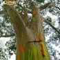 50 PCS Seeds Hawaii Rainbow Eucalyptus Tree