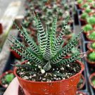 2000 PCS Seeds Haworthia