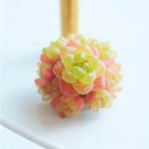 10 PCS Seeds Haworthia cymbiformis var. obtusa Seeds Golden Pink Hybrid 10 PCS Seeds Haworthia cymbiformis var. obtusa Seeds Golden Pink Hybrid