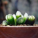 5 PCS Seeds Haworthia Hybrid pink black lovely bonsai home garden succulent