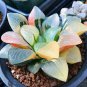 5 PCS Seeds Haworthia Hybrid pink black lovely bonsai home garden succulent