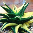 5 PCS Seeds Haworthia lockwoodii Yellow Wide-leaf Bonsai Succulent 5 PCS Seeds Haworthia lockwoodii Yellow Wide-leaf Bonsai Succulent