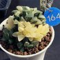 5 PCS Seeds Haworthia lockwoodii Yellow Wide-leaf Bonsai Succulent