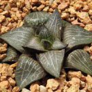 5 PCS Seeds Haworthia marxii 'GM605' Bonsai Succulent 5 PCS Seeds Haworthia marxii 'GM605' Bonsai Succulent