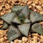 5 PCS Seeds Haworthia marxii 'GM605' Bonsai Succulent