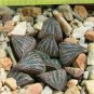 5 PCS Seeds Haworthia marxii 'GM605' Bonsai Succulent