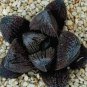 5 PCS Seeds Haworthia marxii 'GM605' Bonsai Succulent