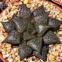 5 PCS Seeds Haworthia marxii 'GM605' Bonsai Succulent