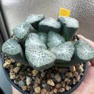 1 PCS Seeds Haworthia maughanii Seed interesting lovely succulent plant