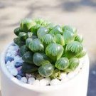 5 PCS Seeds Haworthia Obtusa Black Succulent Plants 5 PCS Seeds Haworthia Obtusa Black Succulent Plants