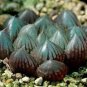 5 PCS Seeds Haworthia Obtusa Black Succulent Plants