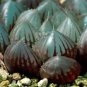 5 PCS Seeds Haworthia Obtusa Black Succulent Plants