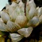 5 PCS Seeds Haworthia Obtusa Black Succulent Plants