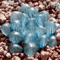 5 PCS Seeds Haworthia obtusa 'Crystal' Light Blue Transparent Succulent Bonsai Plants