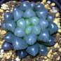 5 PCS Seeds Haworthia obtusa 'Crystal' Light Blue Transparent Succulent Bonsai Plants