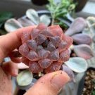 5 PCS Seeds Haworthia obtusa Hybrid Red Transparent Bonsai Succulent 5 PCS Seeds Haworthia obtusa Hybrid Red Transparent Bonsai Succulent