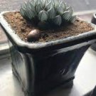 5 PCS Seeds Haworthia Obtusa Yamada Black Succulent