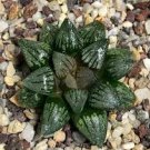 5 PCS Seeds Haworthia Shinkirou Bonsai Black Succulent Plants 5 PCS Seeds Haworthia Shinkirou Bonsai Black Succulent Plants
