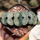 20 PCS Seeds Haworthia truncata Rainbow 20 PCS Seeds Haworthia truncata Rainbow