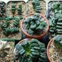 20 PCS Seeds Haworthia truncata Rainbow
