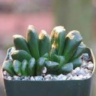 1 PCS Seeds Haworthia truncata Seed New Colorful Succulent Plant