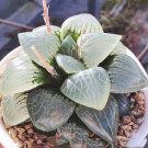 5 PCS Seeds Haworthia truteriorum Hybrids Gray Semilucent White Bonsai Succulent 5 PCS Seeds Haworthia truteriorum Hybrids Gray Semilucent White Bonsai Succulent