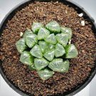 5 PCS Seeds Haworthia var. pilifera Hybrid 5 PCS Seeds Haworthia var. pilifera Hybrid