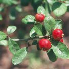 8 PCS Seeds Hawthorn seeds Fructus Crataegi Herbs Maybush Seeds Maytree