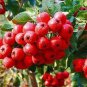 8 PCS Seeds Hawthorn seeds Fructus Crataegi Herbs Maybush Seeds Maytree