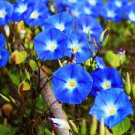 25 PCS Seeds Heavenly Mix Morning Glory Vine